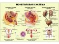 Заболевания мочеполовой системы и гомеопатия