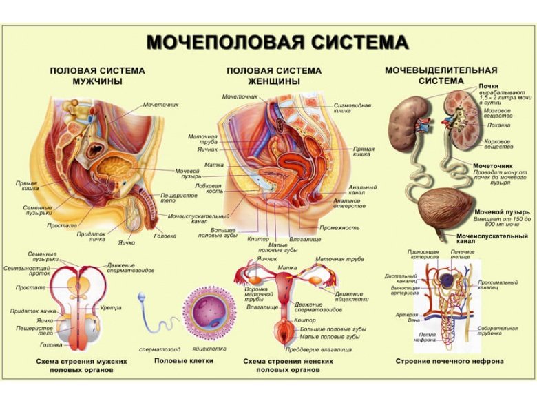 Затрудненное мочеиспускание у женщин