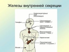 zabolevaniya-endokrinnoy-sistemi