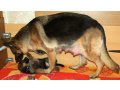 Ветеринарный случай: агрессия собаки к своим щенкам